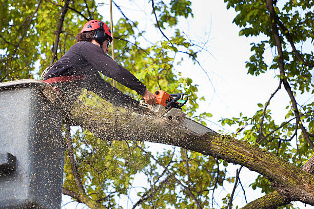 Best Stump Grinding and Removal  in Harrington, DE