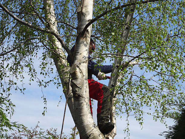 Best Commercial Tree Services  in Harrington, DE